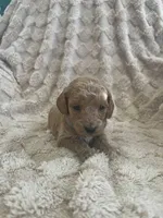 processed/7f2af3e8-44bc-4937-9292-5c0c1f60bf1a/listing/4a384db4-0fb9-4d32-8d2f-560b34c55980/f646c1a0-2599-4eef-acf6-dc5cdaf3bf08