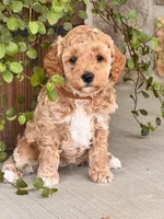 Ellie , a female Miniature Goldendoodle for sale in Woodbury, PA – 2 of 3
