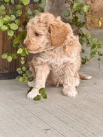 Duke , a male Miniature Goldendoodle for sale in Woodbury, PA – 3 of 3