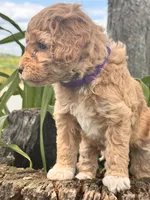 Lilac , a female Miniature Goldendoodle for sale in Woodbury, PA – 2 of 2