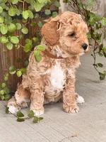 Ellie , a female Miniature Goldendoodle for sale in Woodbury, PA – 3 of 3