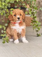 Lola , a female Miniature Goldendoodle for sale in Woodbury, PA – 1 of 3