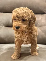 Rhett, a male Cockapoo for sale in Woodbury, PA – Photo 2 of 2