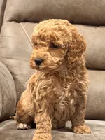 Rhett, a male Cockapoo for sale in Woodbury, PA – Photo 1 of 2