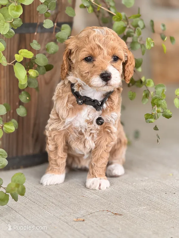 Lola  – Miniature Goldendoodle puppy for sale in Woodbury, PA