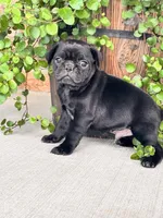 George , a male Pug for sale in Woodbury, PA – 2 of 2