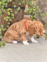 Lola , a female Miniature Goldendoodle for sale in Woodbury, PA – 3 of 3