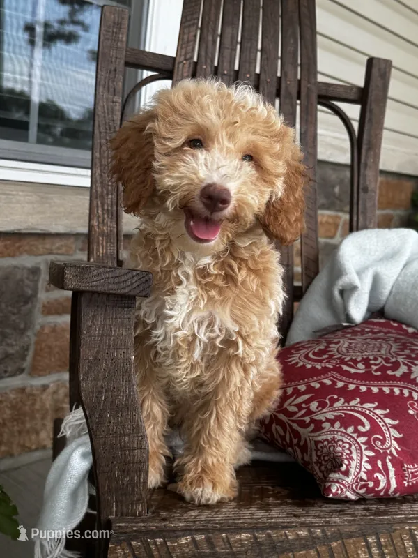 Max – Miniature Goldendoodle puppy for sale in Woodbury, PA