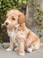Max, a male Miniature Goldendoodle for sale in Woodbury, PA – 2 of 3