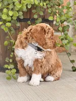 Daisy , a female Miniature Goldendoodle for sale in Woodbury, PA – 2 of 2