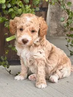 Max, a male Miniature Goldendoodle for sale in Woodbury, PA – 1 of 3