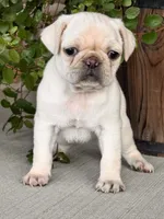 Macy, a female Pug for sale in Woodbury, PA – 2 of 3