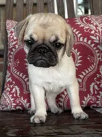 Jack, a male Pug for sale in Woodbury, PA – 3 of 3
