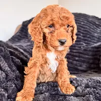 Kapri, a female Cockapoo for sale in Woodbury, PA – Photo 3 of 3
