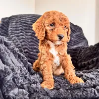 Kapri, a female Cockapoo for sale in Woodbury, PA – Photo 2 of 3