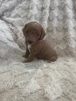 processed/7f2af3e8-44bc-4937-9292-5c0c1f60bf1a/listing/a765e91f-1e45-4e76-be61-034ad8b7171c/5be6481d-2e4e-4068-9440-a2ee12e248b4