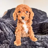 Kapri, a female Cockapoo for sale in Woodbury, PA – Photo 1 of 3