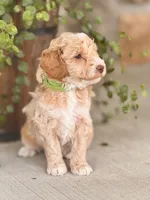 Max, a male Miniature Goldendoodle for sale in Woodbury, PA – 3 of 3