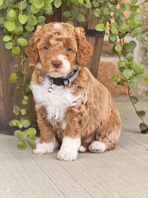 Daisy  – Miniature Goldendoodle puppy for sale in Woodbury, PA