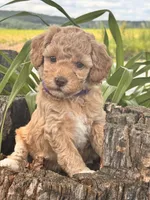 Lilac , a female Miniature Goldendoodle for sale in Woodbury, PA – 1 of 2
