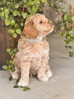 Duke , a male Miniature Goldendoodle for sale in Woodbury, PA – 2 of 3