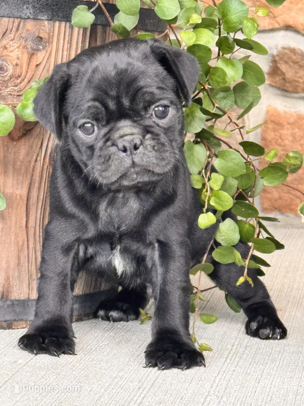 George  – Pug puppy for sale in Woodbury, PA