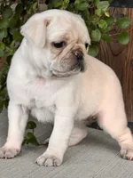 Macy, a female Pug for sale in Woodbury, PA – 3 of 3