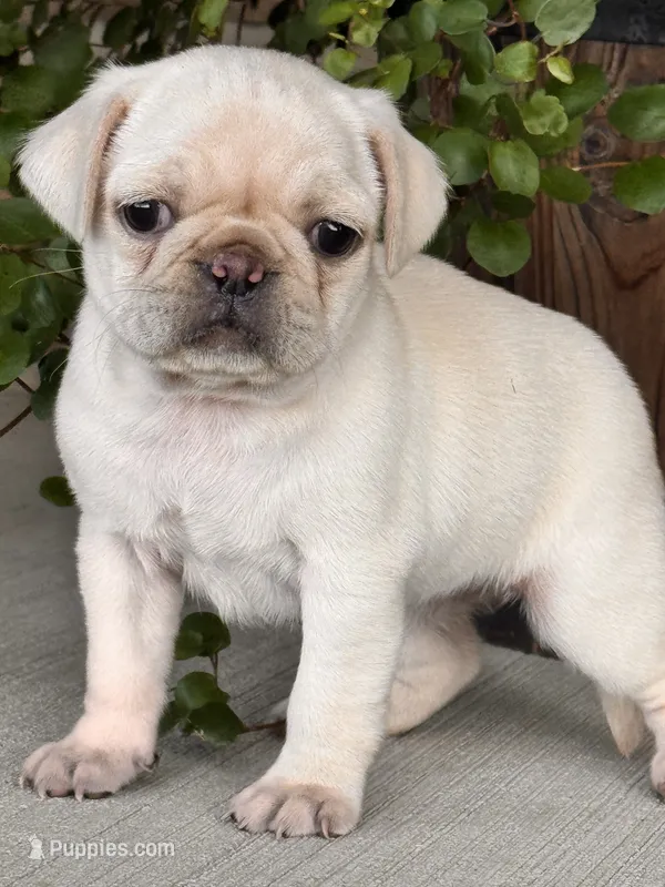 Macy – Pug puppy for sale in Woodbury, PA