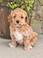 Ellie , a female Miniature Goldendoodle for sale in Woodbury, PA – 1 of 3