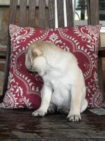 Jack, a male Pug for sale in Woodbury, PA – 2 of 3
