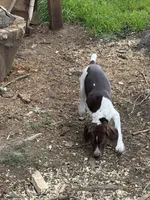 No name, a female German Shorthaired Pointer for sale in Springfield, OR – 2 of 2