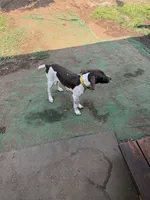 No name, a female German Shorthaired Pointer for sale in Springfield, OR – 5 of 5