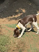 No name, a female German Shorthaired Pointer for sale in Springfield, OR – 4 of 5