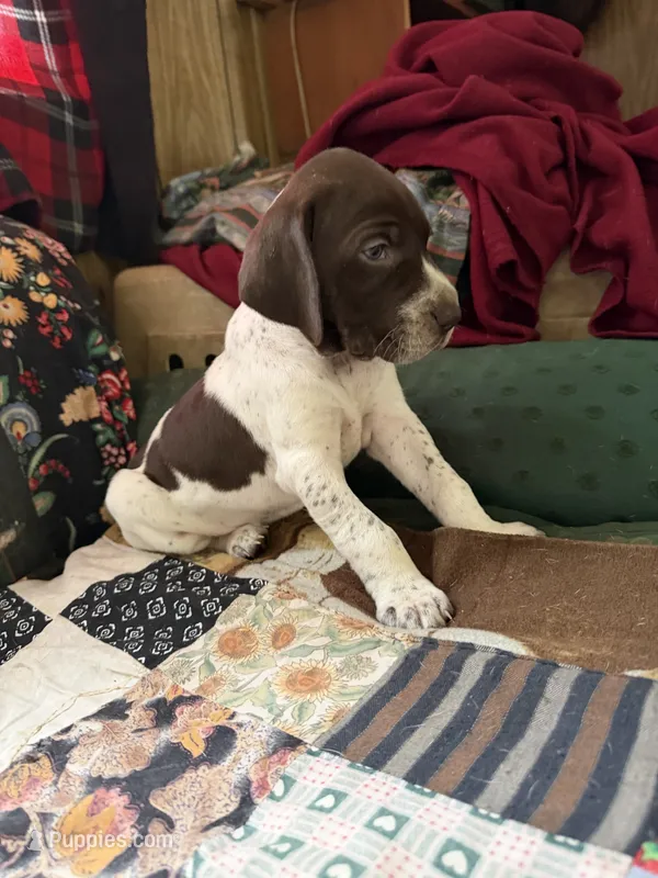 No name  – German Shorthaired Pointer puppy for sale in Springfield, OR