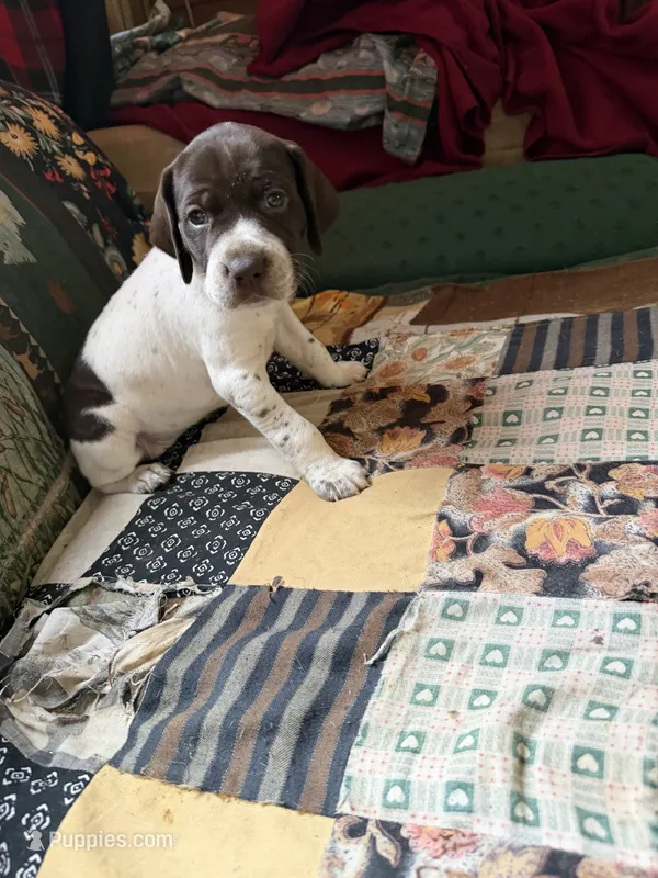 No name – German Shorthaired Pointer puppy for sale in Springfield, OR