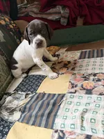 No name, a female German Shorthaired Pointer for sale in Springfield, OR – 1 of 1