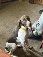 No name, a female German Shorthaired Pointer for sale in Springfield, OR – 3 of 5