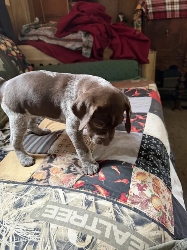No name – German Shorthaired Pointer puppy for sale in Springfield, OR