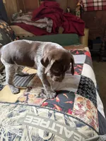 No name, a female German Shorthaired Pointer for sale in Springfield, OR – 1 of 1
