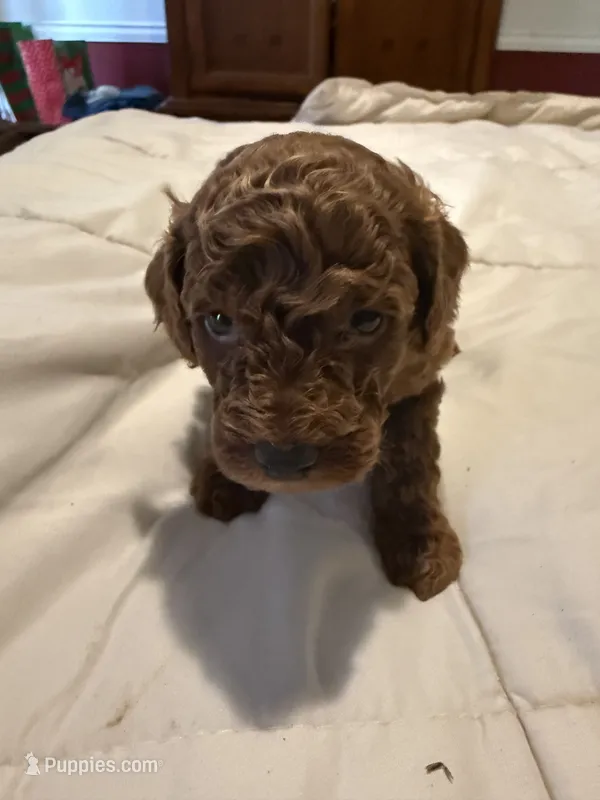 AKC LTD SWEET CHARLIE – Poodle - Miniature  puppy for sale in Valrico, FL