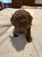 AKC LTD SWEET CHARLIE, a male Poodle - Miniature  for sale in Valrico, FL – 3 of 3