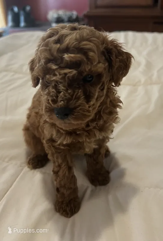 AKC LTD BENTLY – Poodle - Miniature  puppy for sale in Valrico, FL