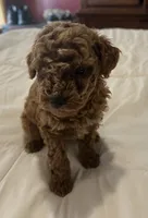 AKC LTD BENTLY, a male Poodle - Toy  for sale in Valrico, FL – 2 of 2