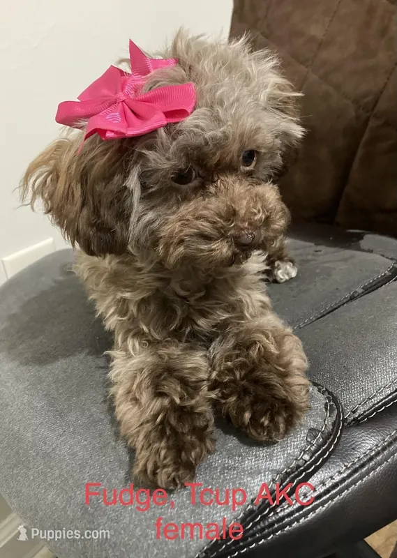 AKC TCUP BROWNIE CAFE LATTE