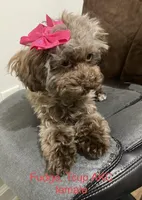 AKC TCUP BROWNIE CAFE LATTE, a female Poodle - Toy  for sale in Valrico, FL – Photo 1 of 3