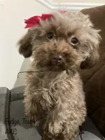 AKC TCUP BROWNIE CAFE LATTE, a female Poodle - Toy  for sale in Valrico, FL – Photo 2 of 3