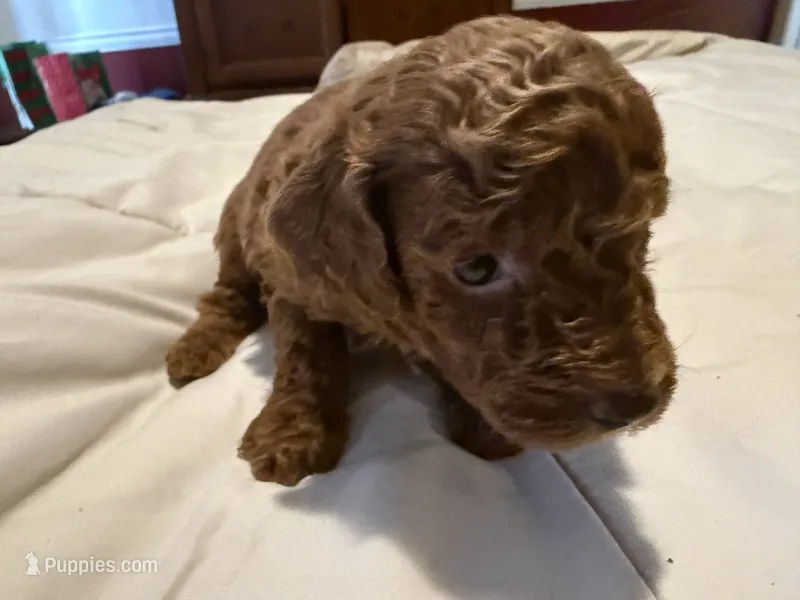 AKC LTD SWEET CHARLIE – Poodle - Miniature  puppy for sale in Valrico, FL
