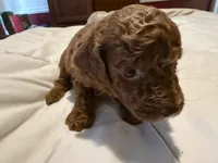 AKC LTD SWEET CHARLIE, a male Poodle - Miniature  for sale in Valrico, FL – 1 of 3