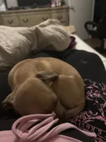 Nala, a female Dachshund and Chihuahua for sale in Miami, FL – 2 of 6