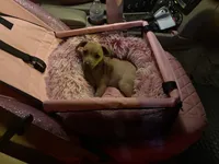Nala, a female Dachshund and Chihuahua for sale in Miami, FL – 6 of 6